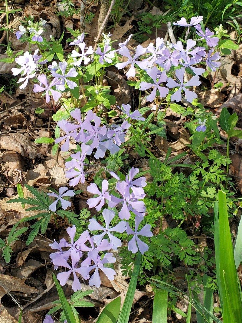 Phlox divaricata subsp. divaricata photo 5