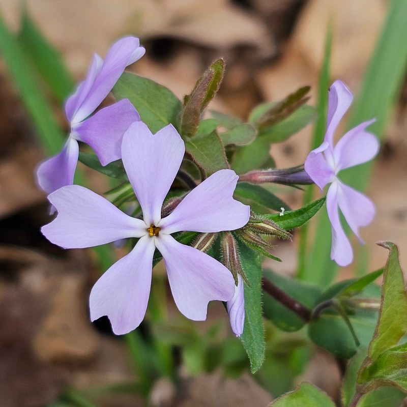 Phlox divaricata subsp. divaricata photo 6