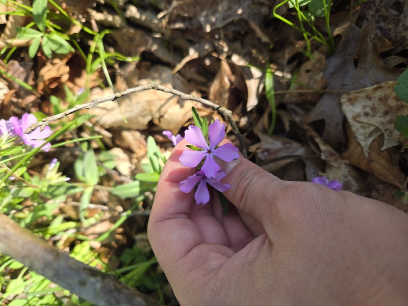 Phlox divaricata subsp. divaricata photo 7