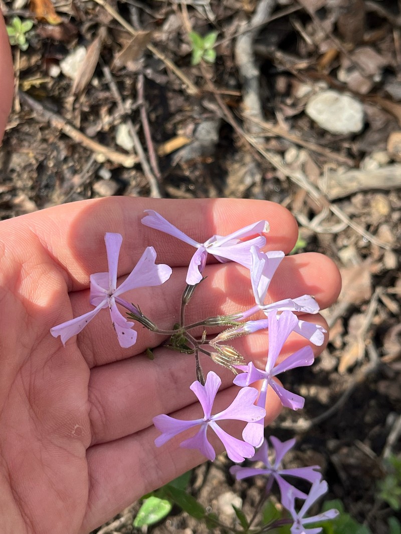 Phlox divaricata subsp. divaricata photo 8