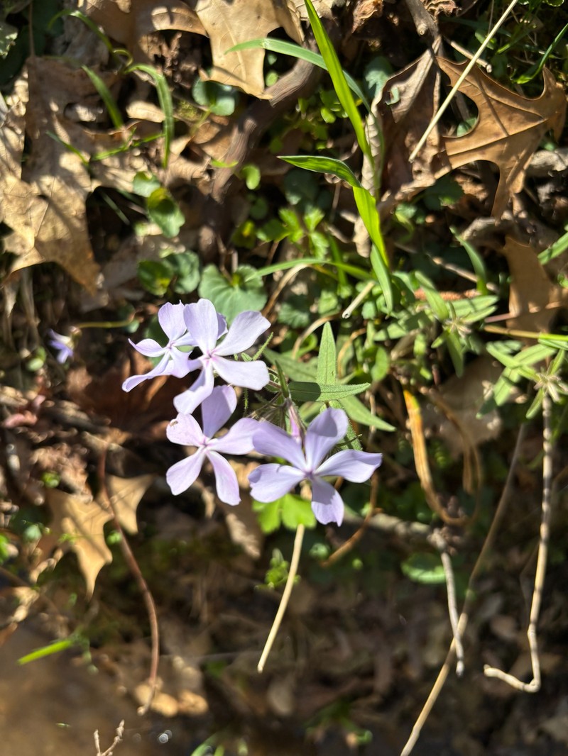 Phlox divaricata subsp. laphamii