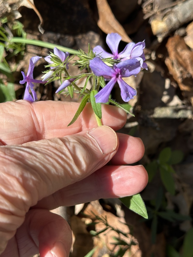 Phlox divaricata subsp. laphamii photo 2