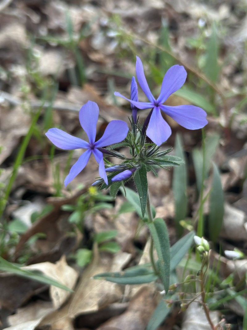 Phlox divaricata subsp. laphamii photo 3