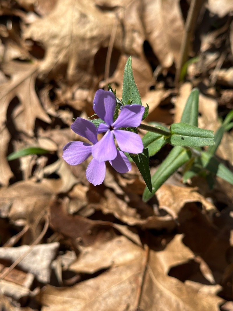 Phlox divaricata subsp. laphamii photo 4