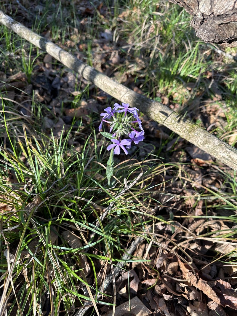 Phlox divaricata subsp. laphamii photo 5