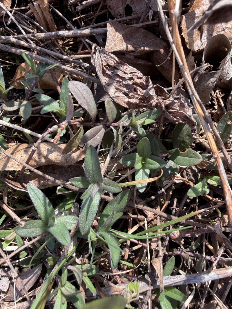 Phlox divaricata subsp. laphamii photo 6