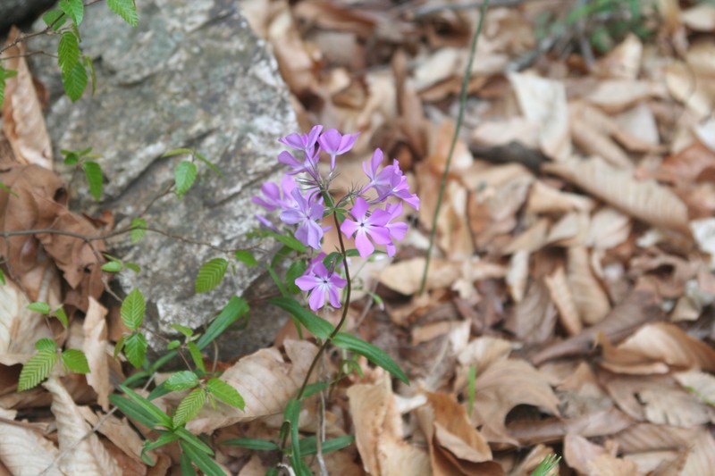 Phlox divaricata subsp. laphamii photo 7