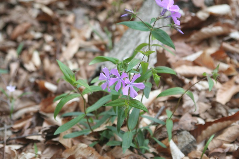 Phlox divaricata subsp. laphamii photo 8