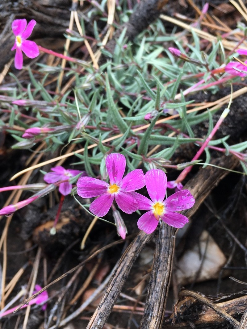 Big Bear Valley Phlox