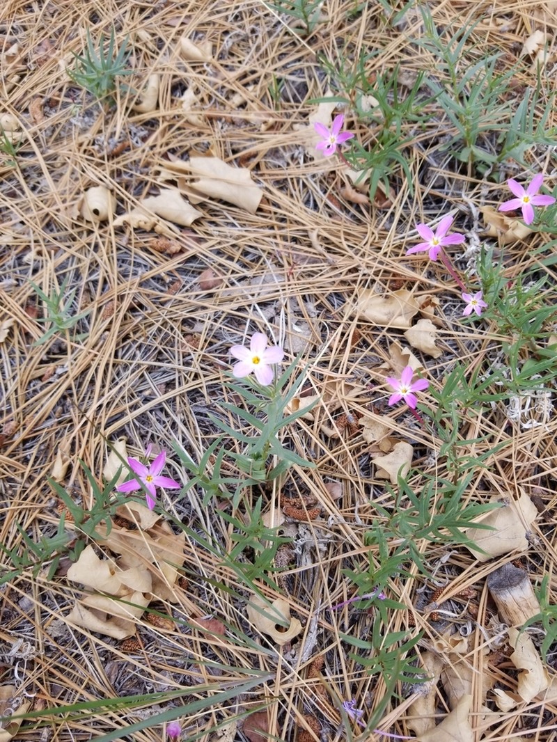 Big Bear Valley Phlox photo 2