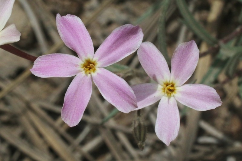 Big Bear Valley Phlox photo 3