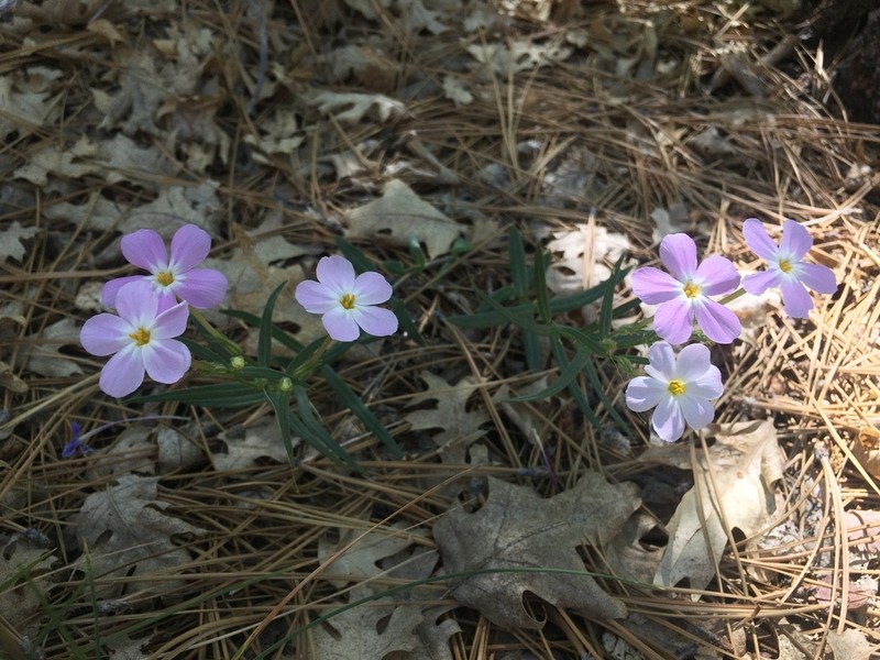 Big Bear Valley Phlox photo 4