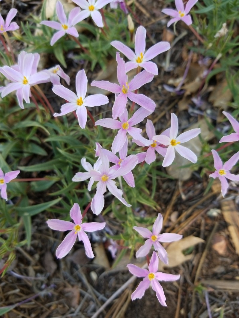 Big Bear Valley Phlox photo 5