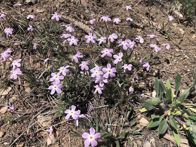 Big Bear Valley Phlox photo 6