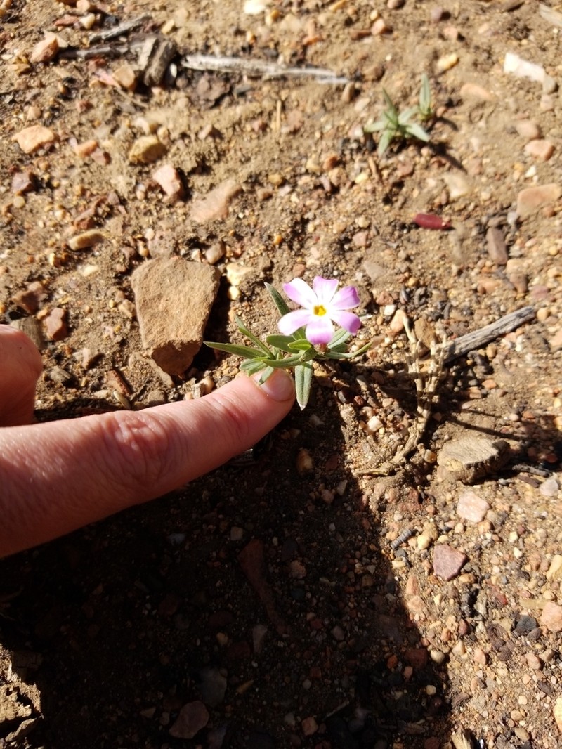 Big Bear Valley Phlox photo 7