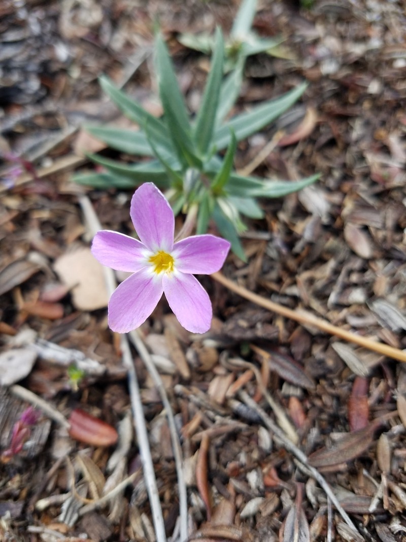 Big Bear Valley Phlox photo 8