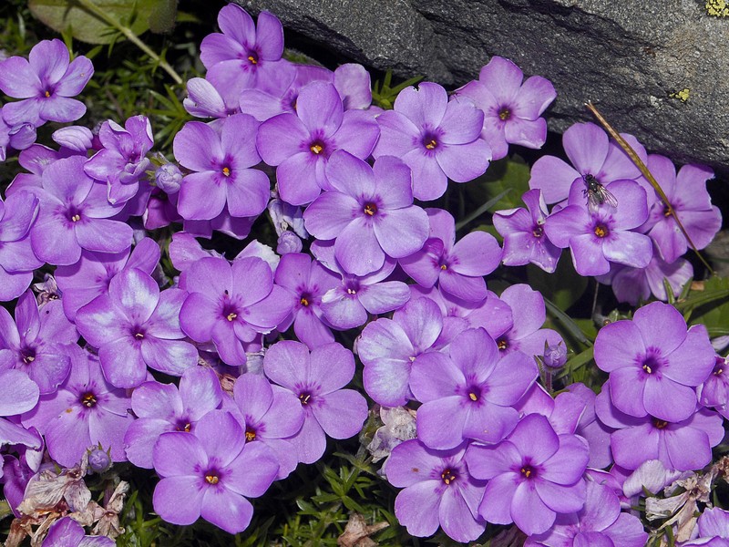 Phlox douglasii