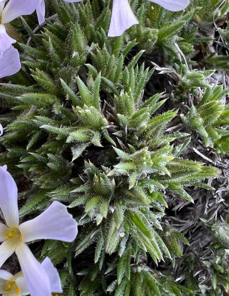 Phlox douglasii photo 2