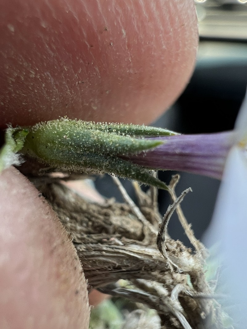 Phlox douglasii photo 3
