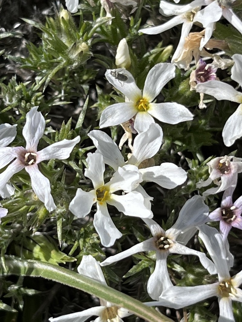 Phlox douglasii photo 4