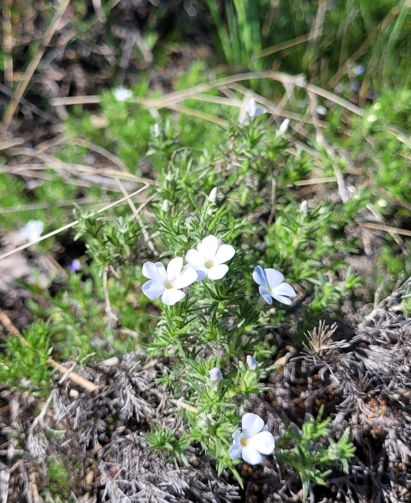 Phlox douglasii photo 5