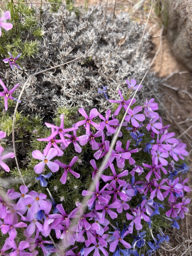 Phlox douglasii photo 6