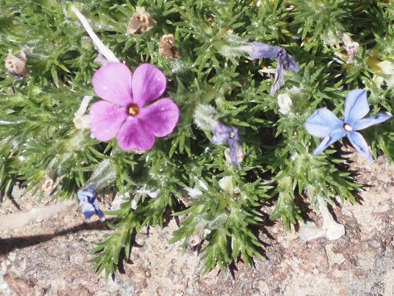 Phlox douglasii photo 7