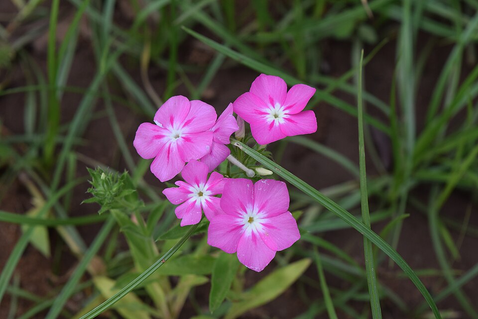 Annual Phlox