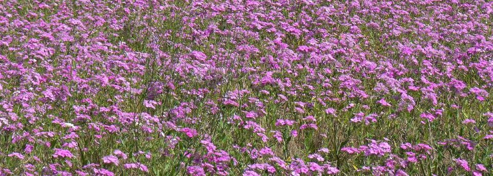 Annual Phlox photo 5