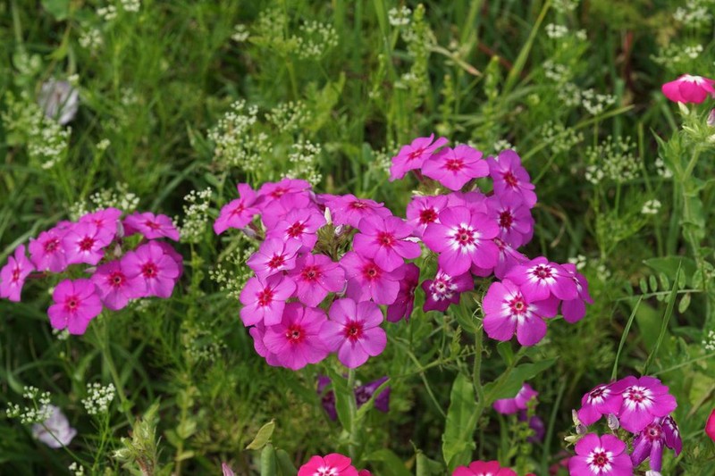 Annual Phlox photo 4
