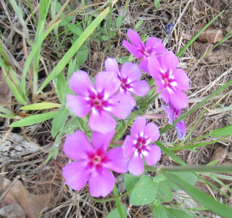 Annual Phlox photo 5