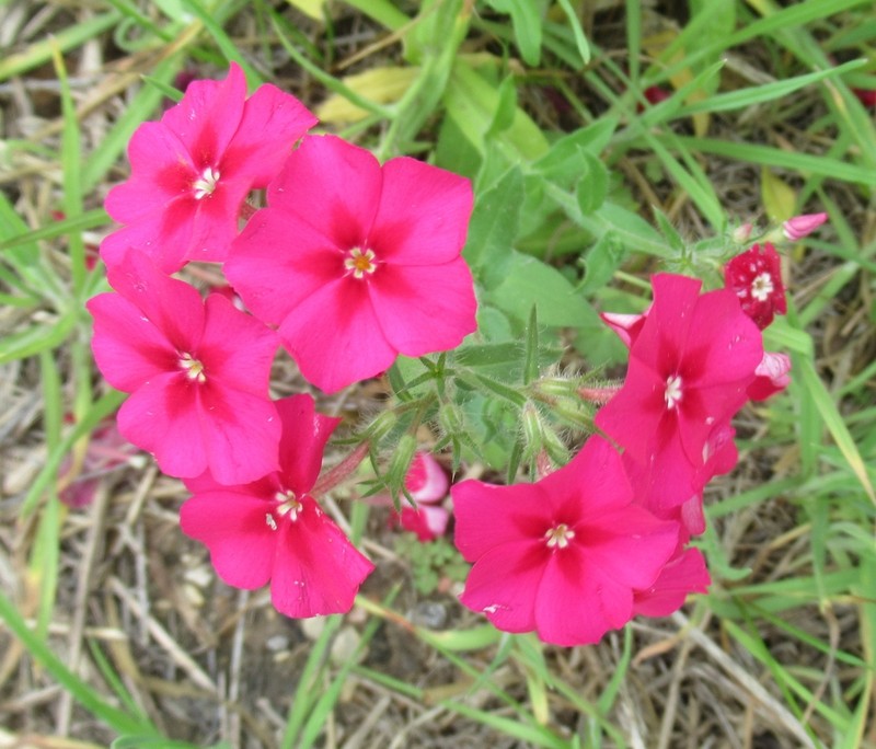 Annual Phlox photo 6