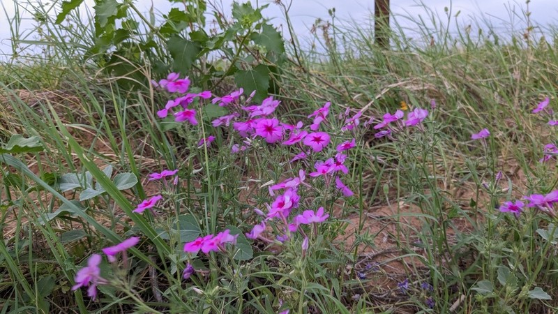 Annual Phlox photo 7