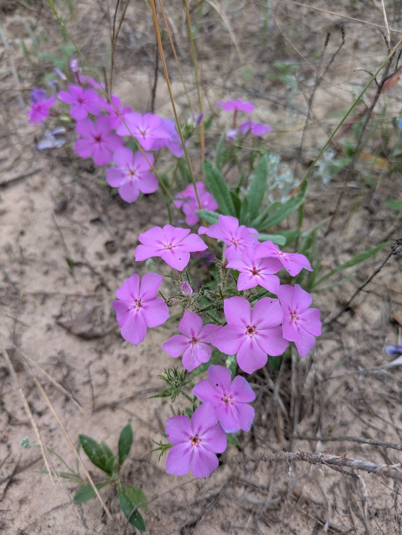 Phlox drummondii subsp. drummondii