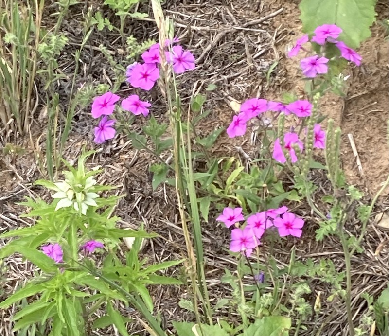 Phlox drummondii subsp. drummondii photo 2