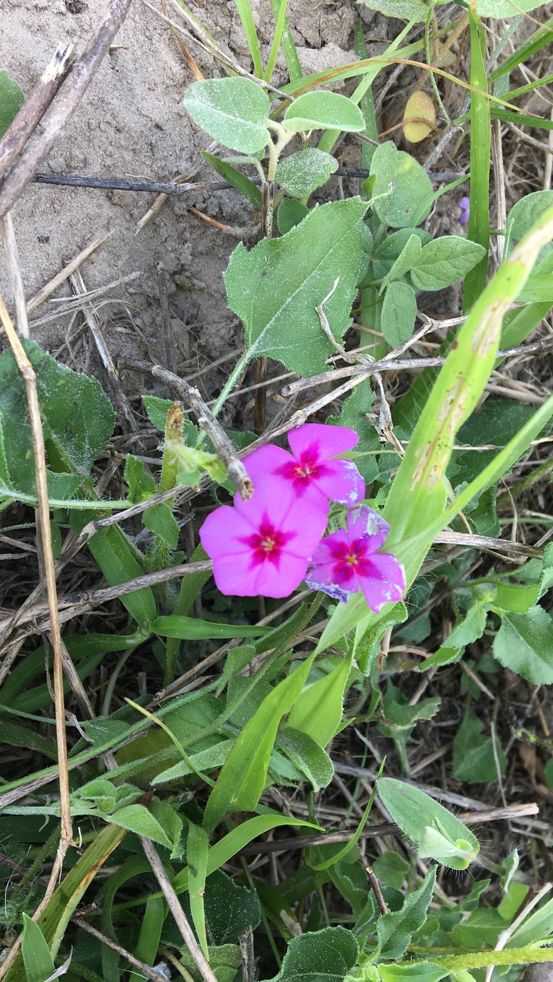 Phlox drummondii subsp. drummondii photo 3