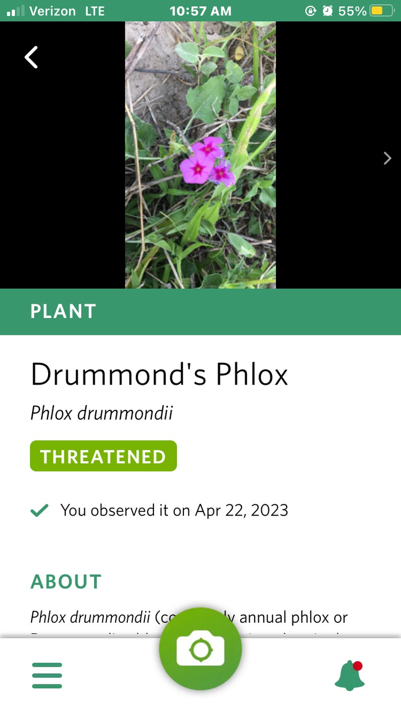 Phlox drummondii subsp. drummondii photo 4