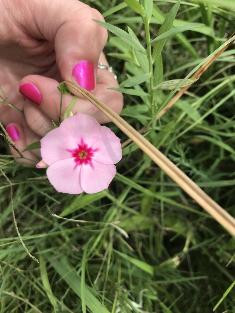 Phlox drummondii subsp. drummondii photo 5