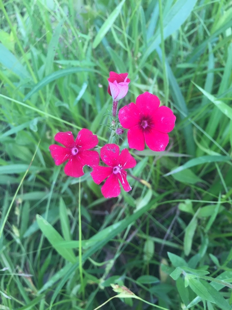 Phlox drummondii subsp. drummondii photo 6