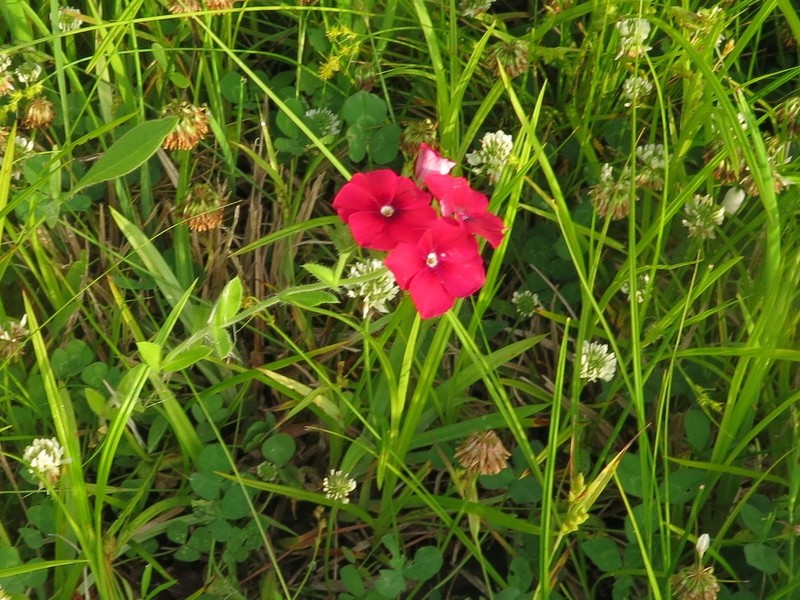 Phlox drummondii subsp. drummondii photo 7