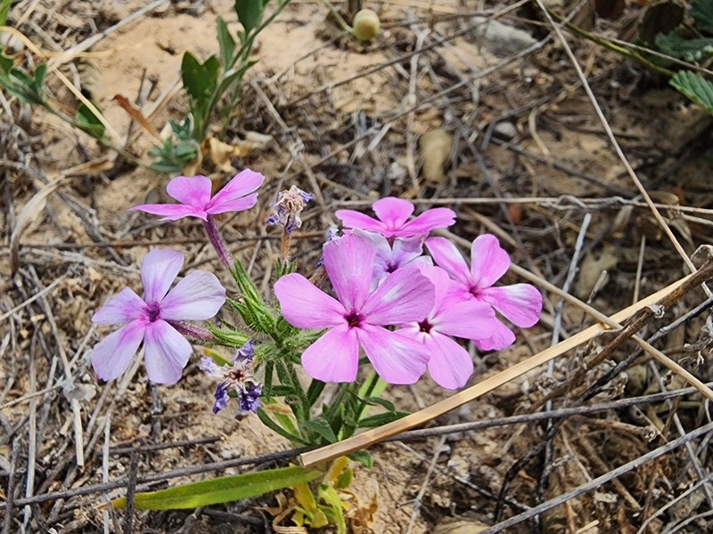 Phlox drummondii subsp. tharpii
