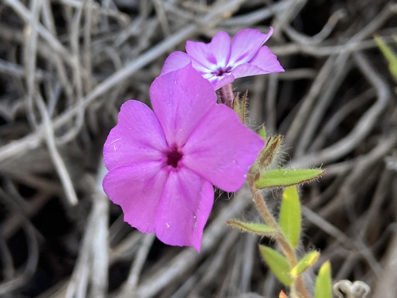 Phlox drummondii subsp. tharpii photo 2