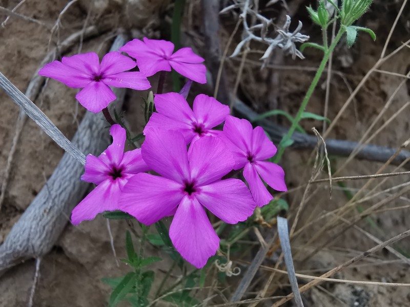 Phlox drummondii subsp. tharpii photo 3