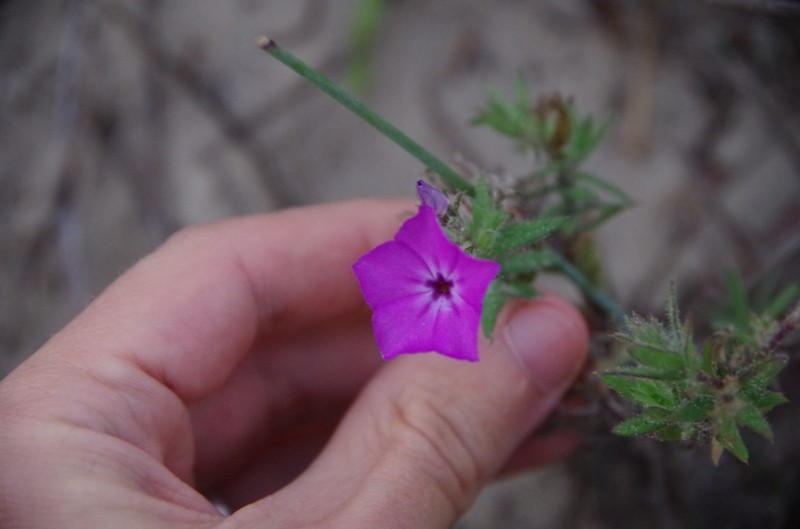 Phlox drummondii subsp. tharpii photo 4