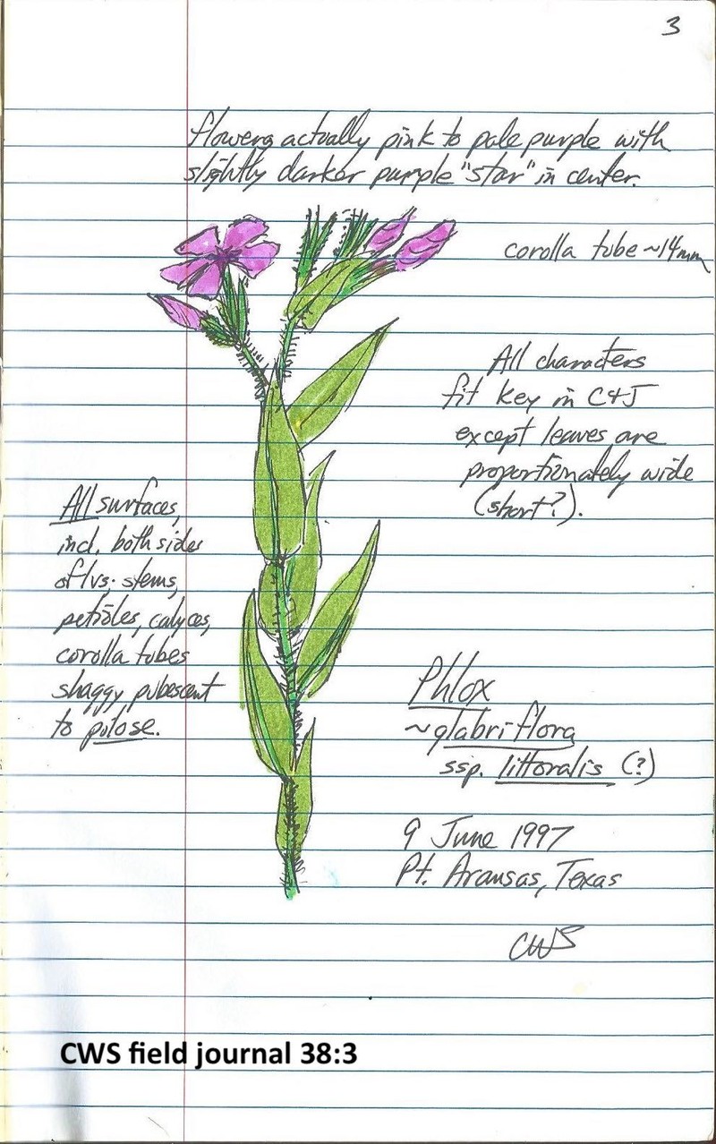 Phlox drummondii subsp. tharpii photo 5