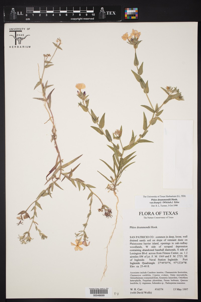 Phlox drummondii subsp. tharpii photo 6
