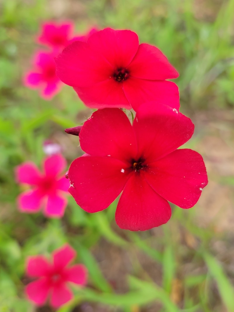 Phlox drummondii subsp. wilcoxiana