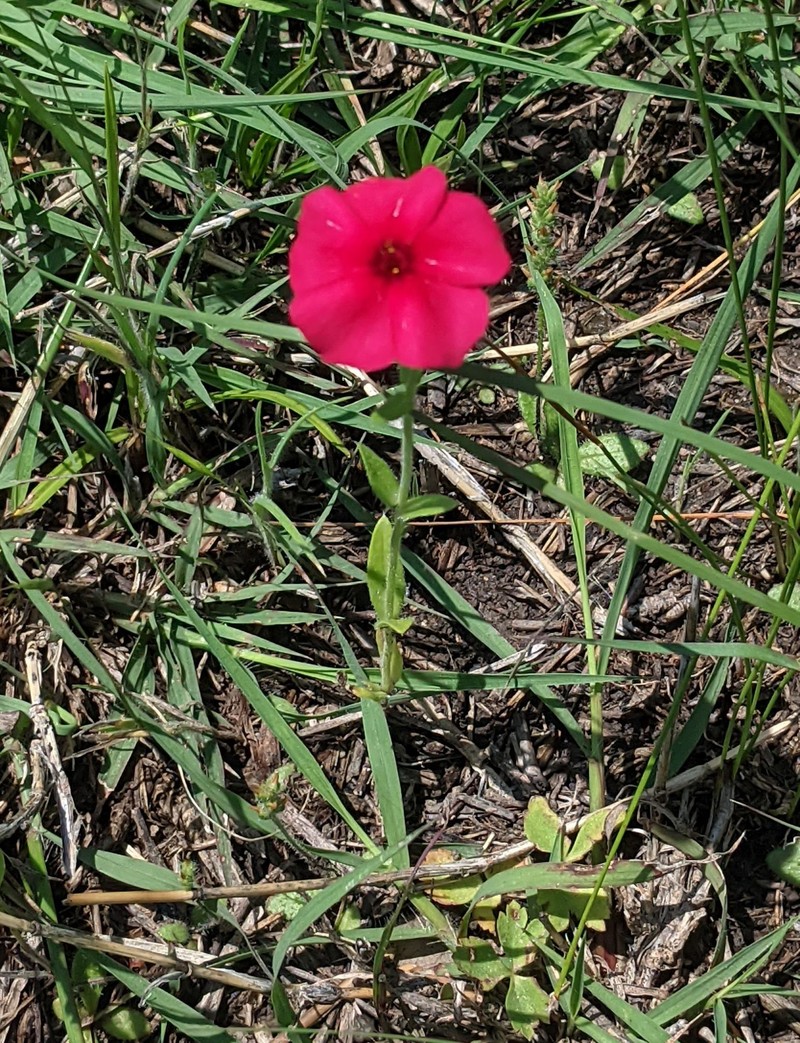 Phlox drummondii subsp. wilcoxiana photo 2