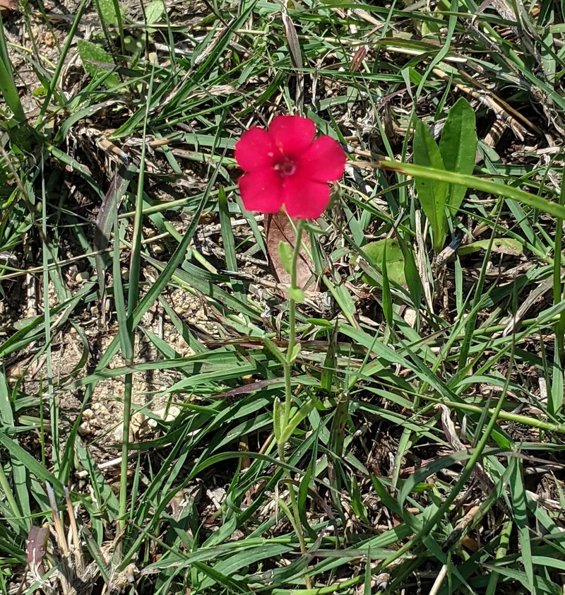 Phlox drummondii subsp. wilcoxiana photo 3