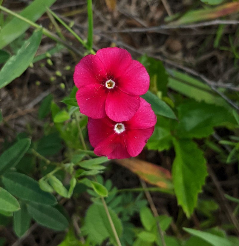 Phlox drummondii subsp. wilcoxiana photo 4
